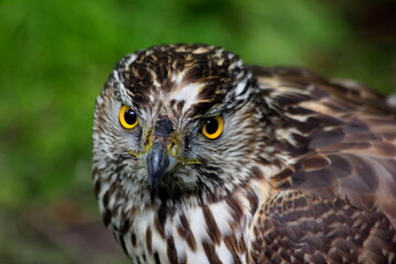 Macro of Hawk or buzzard. Portrait of Red Tailed Hawk (Common buzzard) looking on camera. Close-up...