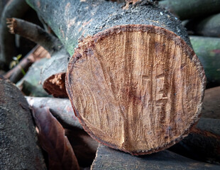 Pieces of tree trunks that have been cut to make a campfire. Close-up image of wood from a rambutan...