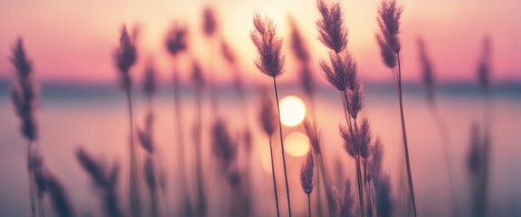 Fototapeta premium Little grass stem close-up with sunset over calm sea, sun going down over horizon. Pink & purple