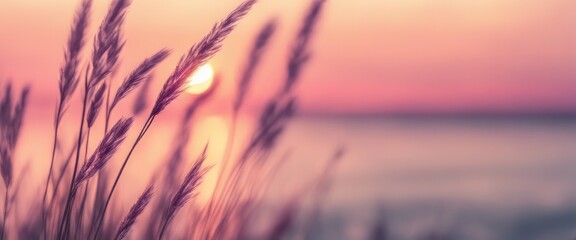 Little grass stem close-up with sunset over calm sea, sun going down over horizon. Pink & purple
