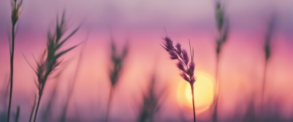 Obraz premium Little grass stem close-up with sunset over calm sea, sun going down over horizon. Pink & purple