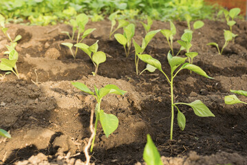 Seedlings of young Bulgarian pepper planted in the open ground.