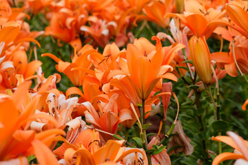 Orange lilies in Zhongshe Flower Farm in Taichung City, Taiwan.