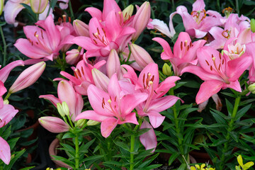 Pink lilies in Zhongshe Flower Farm in Taichung City, Taiwan.