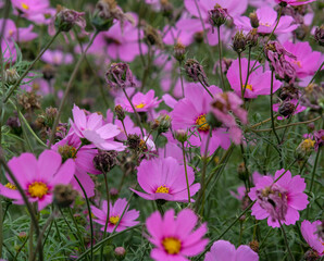 Pink garden cosmos in Zhongshe Flower Market, Taichung Taiwan.