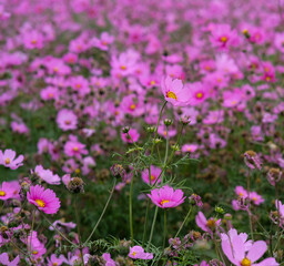 Pink garden cosmos in Zhongshe Flower Market, Taichung Taiwan.