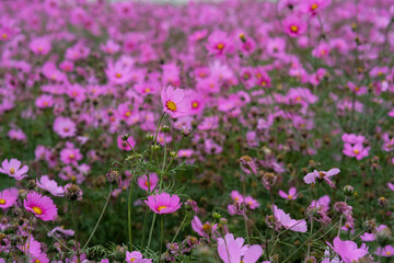 Naklejka premium Pink garden cosmos in Zhongshe Flower Market, Taichung Taiwan.