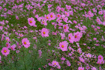 Pink garden cosmos in Zhongshe Flower Market, Taichung Taiwan.