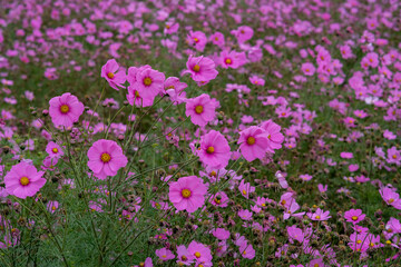 Obraz premium Pink garden cosmos in Zhongshe Flower Market, Taichung Taiwan.