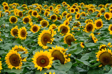 Giant sunflowers in Zhongshe Flower Farm in Taichung City, Taiwan.