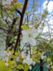 apple tree blossom