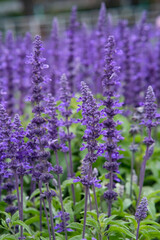 English lavender in Zhongshe Flower Market, Taichung Taiwan.