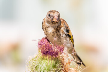 European goldfinch with juvenile plumage, feeding on the seeds of thistles. Carduelis carduelis.