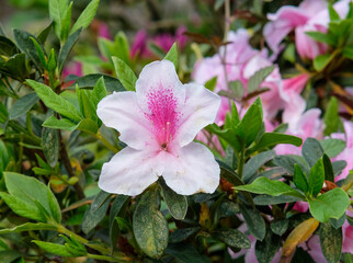 Pink Azalea flowers in Yangmingshan Park, Taipei Taiwan.