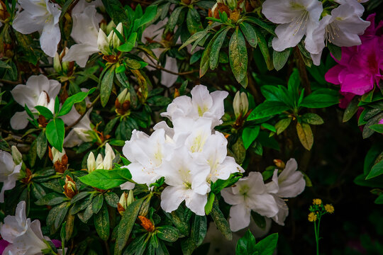 White Azalea flowers in Yangmingshan Park, Taipei Taiwan.