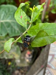 nature,insects,bug,green,wallpaper,snail