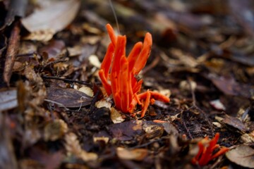 Fungi in Tasmania 