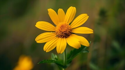 Arnica montana: A Toxic European Flowering Plant in the Asteraceae Family. Concept Toxic Plants, Medicinal Herbs, Arnica montana, Asteraceae Family, European Flora