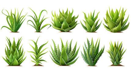 Set of Aloe vera plants isolated on a white background, generative ai