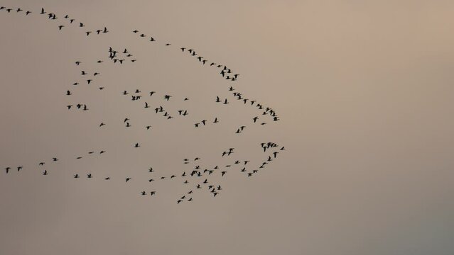 Large flock of migrating birds in flight in slow motion 