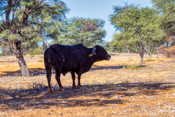 brahman black bull grazing on the pasture, african farm, acacia trees in the background
