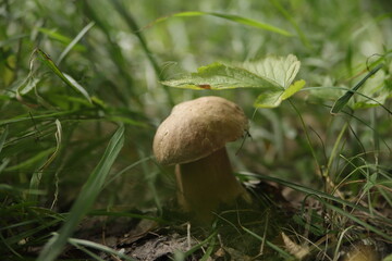 a porcini mushroom grows from under a leaf in a clearing in the forest in summer