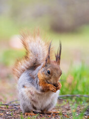 Squirrel eats a nut while sitting in green grass. Eurasian red squirrel, Sciurus vulgaris