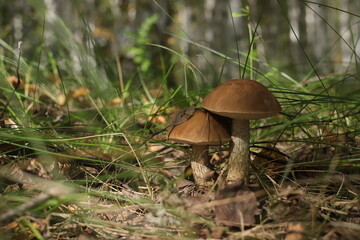 boletus grows in a clearing in the forest in summer