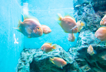 View of Orange parrot fish in the aquarium, focus selective