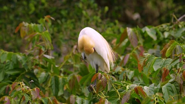 Cattle egret preening on the top of a tree