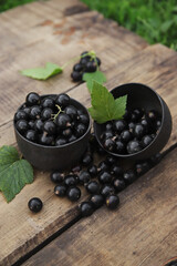 still life with black currants scattered from a clay plate onto a wooden tabletop