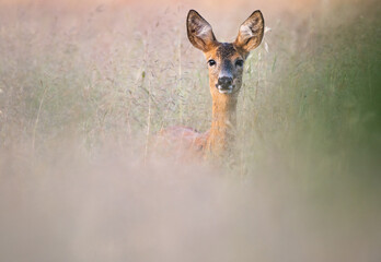 Sarna europejsa (Capreolus capreolus) © Szydlarz