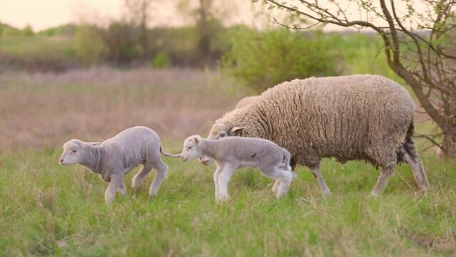Funny Little Lambs Playing On Meadow. Sheep Grazing in Pasture on Farm in Countryside
