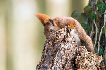 Obraz premium Wiewiórka ruda (Sciurus vulgaris)