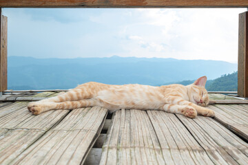 Light orange cat sleeping on bamboo balcony