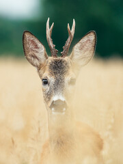 Sarna kozioł (Capreolus capreolus) © Szydlarz