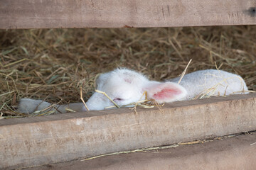 a lamb sleeping comfortably in a stable