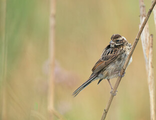 Potrzos (Schoeniclus schoeniclus)