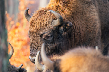 Żubr europejski (Bos bonasus) © Szydlarz