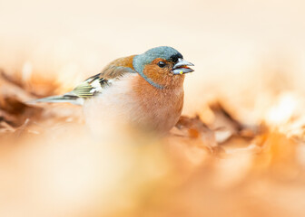 Zięba (Fringilla coelebs)