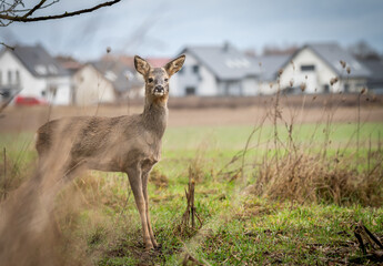 Sarna europejska (Capreolus capreolus) © Szydlarz