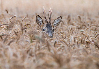 Sarna kozioł (Capreolus capreolus), Roe deer © Szydlarz