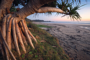 Banyan tree near creek and sand on beach at Minnie Water NSW Australia