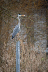 Héron cendré perché sur un poteau