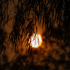 sun in red sky behind tree leaves with smokey sky during australian bush fires