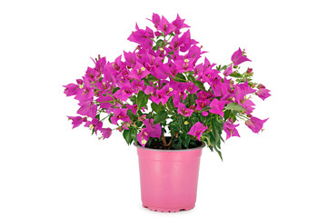 Pink blooming bougainvillea in plastic pot isolated on white background, beautiful magenta flowers of a small bougainvillea bush in pot