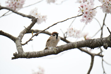 Fototapeta premium 桜の木に留まっている雀