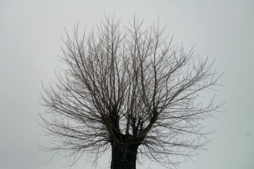 Tree without leaves against foggy sky.