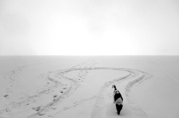 Dog playing on frozen lake in snowy weather. Black and white