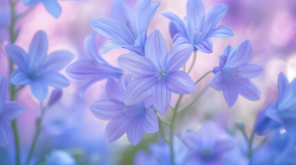 blue flowers close-up